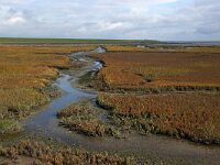 NL, Friesland, Terschelling, Waddendike 2, Saxifraga-Sytske Dijksen