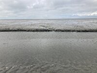 NL, Groningen, Het Hogeland, Pieterburen 55, Saxifraga-Willem van Kruijsbergen