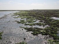 NL, Noord-Holland, Texel, De Cocksdorp 58, Saxifraga-Foto Fitis-Sytske Dijksen
