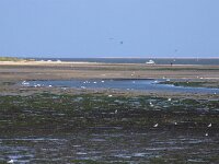 NL, Noord-Holland, Texel, De Cocksdorp 62, Saxifraga-Foto Fitis-Sytske Dijksen