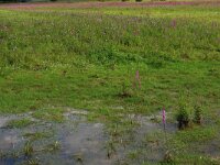 NL, Gelderland, Druten, Afferdensche en Deestsche Waarden 10, Saxifraga-Hans Boll