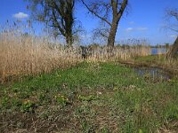NL, Gelderland, Zaltbommel, Breemwaard 14, Saxifraga-Hans Boll
