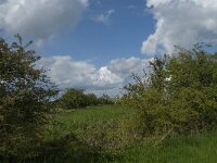 NL, Noord-Brabant, 's-Hertogenbosch, De Koornwaard 10, Saxifraga-Jan van der Straaten