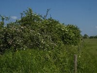 NL, Noord-Brabant, 's-Hertogenbosch, De Koornwaard 84, Saxifraga-Jan van der Straaten