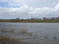NL, Noord-Brabant, Altena, Kievitswaard 2, Saxifraga-Willem van Kruijsbergen