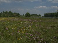 NL, Noord-Brabant, Boxmeer, De Vilt 3, Saxifraga-Jan van der Straaten