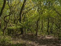 NL, Noord-Brabant, Boxmeer, Vortumse Bergjes 3, Saxifraga-Jan van der Straaten