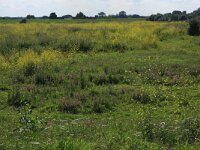 NL, Utrecht, Rhenen, Blauwe Kamer 35, Saxifraga-Hans Boll