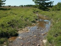 S, Oland, Morbylanga, Stenasa 3, Saxifraga-Marjan van der Heiden