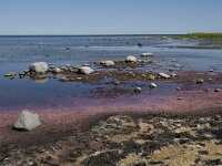 S, Oland, Morbylanga, Stenasa 6, Saxifraga-Jan van der Straaten