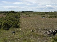 S, Oland, Morbylanga, Stora Alvaret 10, Saxifraga-Jan van der Straaten