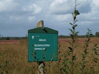 NL, Drenthe, De Wolden, Kraloerheide 8, Saxifraga-Hans Dekker