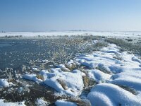 NL, Drenthe, Midden-Drenthe, Noorderveld 1, Saxifraga-Hans Dekker