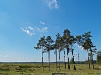NL, Drenthe, Westerveld, Doldersum 4, Saxifraga-Hans Dekker