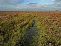 NL, Drenthe, Westerveld, Kraloerheide 12, Saxifraga-Hans Dekker