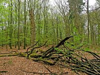 NL, Friesland, Ooststellingwerf, Wapserveld 1, Saxifraga-Hans Dekker