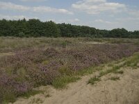 NL, Limburg, Weert, Boshoverheide 23, Saxifraga-Jan van der Straaten
