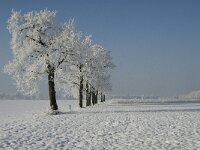 NL, Noord-Brabant, Alphen-Chaam, Bleeke Heide 2, Saxifraga-Jan van der Straaten
