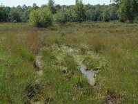 NL, Noord-Brabant, Goirle, Regte Heide 60, Saxifraga-Willem van Kruijsbergen