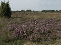 NL, Noord-Brabant, Heeze-Leende, Strabrechtsche Heide 10, Saxifraga-Jan van der Straaten