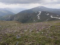 A, Kaernten, Krems, Koenigstuhl 29, Saxifraga-Luuk Vermeer