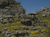 F, Lozere, Fraissinet-de-Fourques, Nimes-le-Vieux 16, Saxifraga-Marijke Verhagen