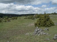 F, Lozere, Le Pompidou, l' Hospitalet 41, Saxifraga-Willem van Kruijsbergen