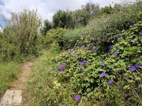GR, Ionia Nisia, Kefalonia 11, Saxifraga-Foto Fitis-Sytske Dijksen