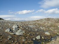 N, Hordaland, Eidfjord, Repsetjornane 11, Saxifraga-Annemiek Bouwman