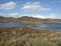 N, Hordaland, Eidfjord, Repsetjornane 7, Saxifraga-Annemiek Bouwman