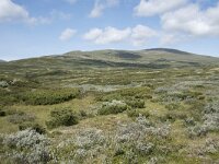 N, Innlandet, Lesja, Sladalsvegen 5, Saxifraga-Willem van Kruijsbergen