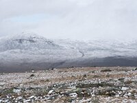 N, Innlandet, Oystre Slidre, Valdresflya 12, Saxifraga-Willem van Kruijsbergen