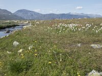 N, Innlandet, Oystre Slidre, Valdresflya 26, Saxifraga-Willem van Kruijsbergen