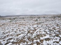 N, Innlandet, Oystre Slidre, Valdresflya 7, Saxifraga-Willem van Kruijsbergen