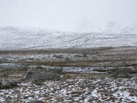 N, Innlandet, Oystre Slidre, Valdresflya 9, Saxifraga-Willem van Kruijsbergen