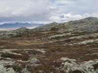 N, Innlandet, Sel, Klufttjonne 19, Saxifraga-Willem van Kruijsbergen