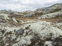 N, Innlandet, Sel, Klufttjonne 26, Saxifraga-Willem van Kruijsbergen