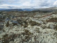 N, Innlandet, Sel, Klufttjonne 40, Saxifraga-Annemiek Bouwman