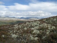 N, Innlandet, Sel, Mysuseter 114, Saxifraga-Annemiek Bouwman