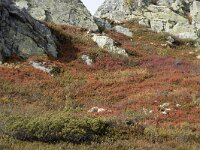 N, Innlandet, Sel, Mysuseter 37, Saxifraga-Willem van Kruijsbergen