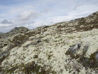 N, Innlandet, Sel, Mysuseter 55, Saxifraga-Willem van Kruijsbergen