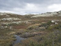 N, Innlandet, Sel, Mysuseter 68, Saxifraga-Willem van Kruijsbergen