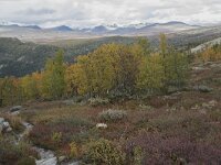 N, Innlandet, Sel, Mysuseter 83, Saxifraga-Willem van Kruijsbergen