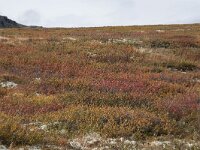 N, Innlandet, Sel, Peer Gynt Hytta 102, Saxifraga-Willem van Kruijsbergen