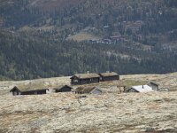 N, Innlandet, Sel, Peer Gynt Hytta 120, Saxifraga-Willem van Kruijsbergen