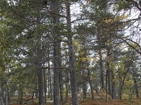 N, Innlandet, Sel, Peer Gynt Hytta 135, Saxifraga-Willem van Kruijsbergen