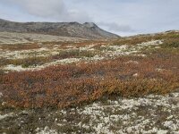 N, Innlandet, Sel, Peer Gynt Hytta 54, Saxifraga-Willem van Kruijsbergen