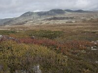 N, Innlandet, Sel, Peer Gynt Hytta 59, Saxifraga-Willem van Kruijsbergen