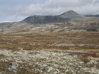 N, Innlandet, Sel, Peer Gynt Hytta 61, Saxifraga-Willem van Kruijsbergen