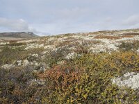 N, Innlandet, Sel, Peer Gynt Hytta 64, Saxifraga-Willem van Kruijsbergen